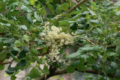 Dalbergia latifolia